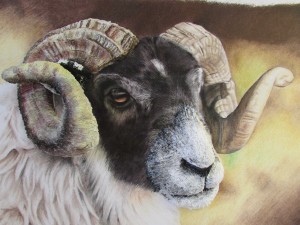 sheep20