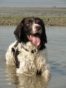 dog pet portrait niki firmin