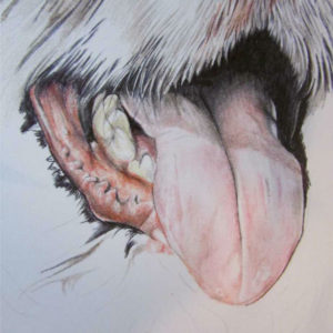 dog pet portrait niki firmin